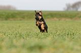 BERGER ALLEMAND 1141